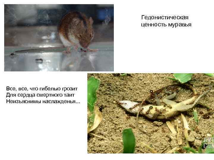 Гедонистическая ценность муравья Все, все, что гибелью грозит Для сердца смертного таит Неизъяснимы наслажденья.