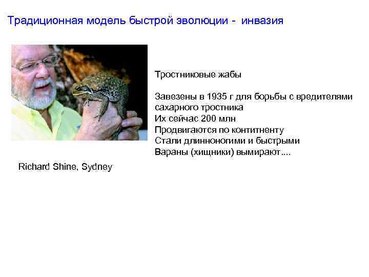 Традиционная модель быстрой эволюции - инвазия Тростниковые жабы Завезены в 1935 г для борьбы