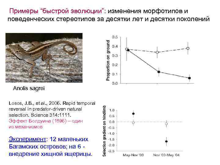 Примеры “быстрой эволюции”: изменения морфотипов и поведенческих стереотипов за десятки лет и десятки поколений