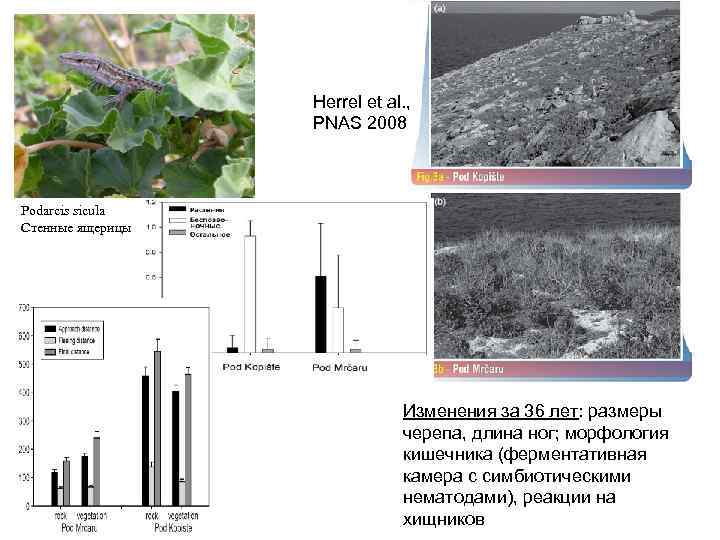 Herrel et al. , PNAS 2008 Podarcis sicula Стенные ящерицы Изменения за 36 лет: