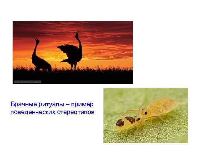 Брачные ритуалы – пример поведенческих стереотипов 