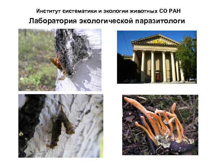 Институт систематики и экологии животных СО РАН Лаборатория экологической паразитологи 