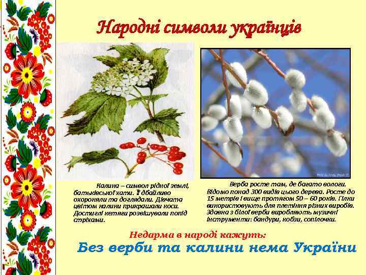 Народні символи українців Калина – символ рідної землі, батьківської хати. Її дбайливо охороняли та