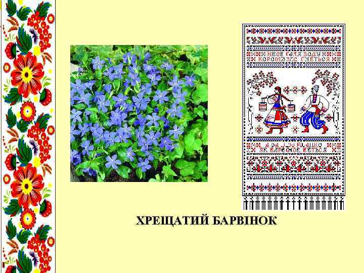 ХРЕЩАТИЙ БАРВІНОК 