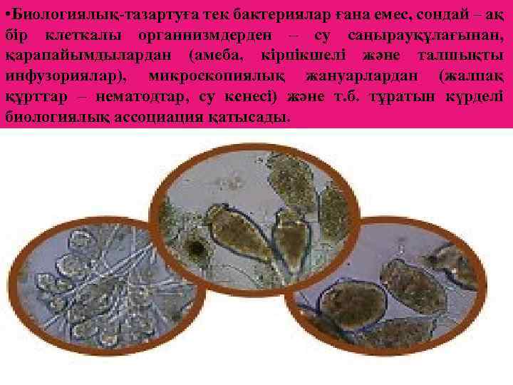  • Биологиялық-тазартуға тек бактериялар ғана емес, сондай – ақ бір клеткалы органнизмдерден –