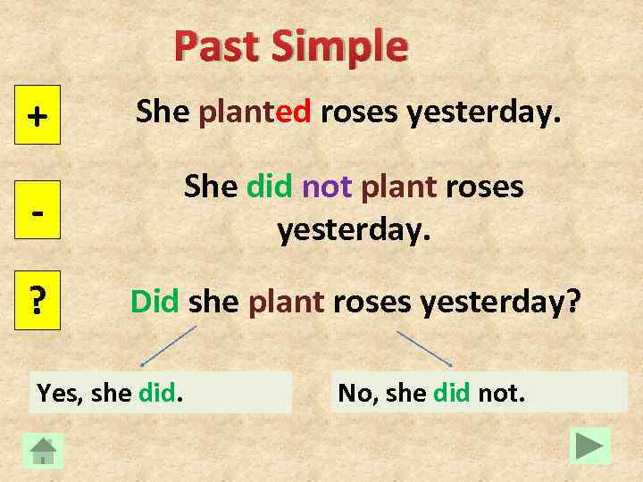 Past Simple + She planted roses yesterday. - She did not plant roses yesterday.