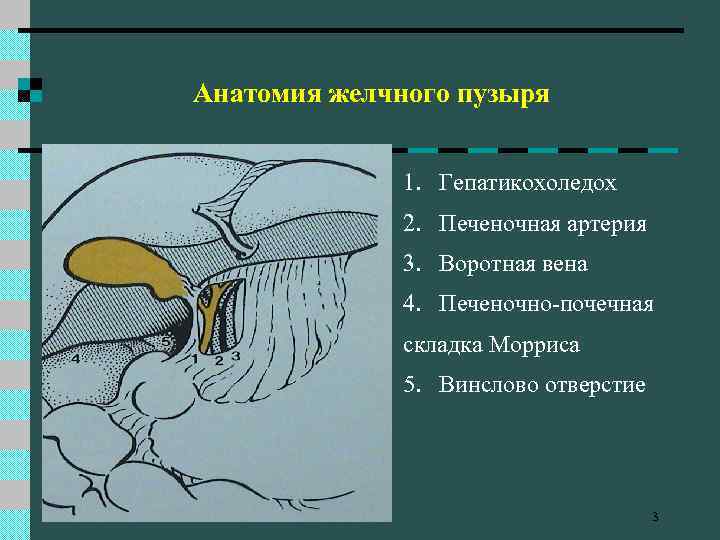 Анатомия желчного пузыря 1. Гепатикохоледох 2. Печеночная артерия 3. Воротная вена 4. Печеночно-почечная складка