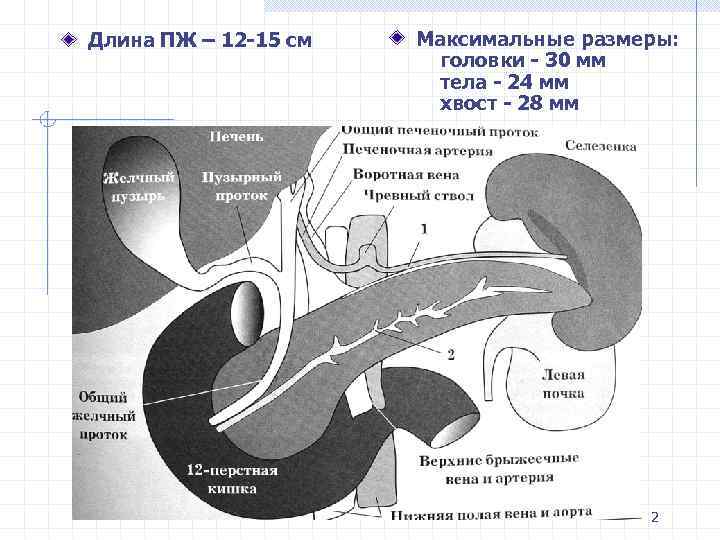 Длина ПЖ – 12 -15 см Максимальные размеры: головки - 30 мм тела -