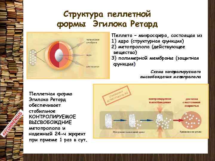 Структура пеллетной формы Эгилока Ретард Пеллета – микросфера, состоящая из 1) ядра (структурная функция)