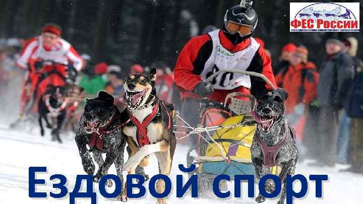 Ездовой спорт 