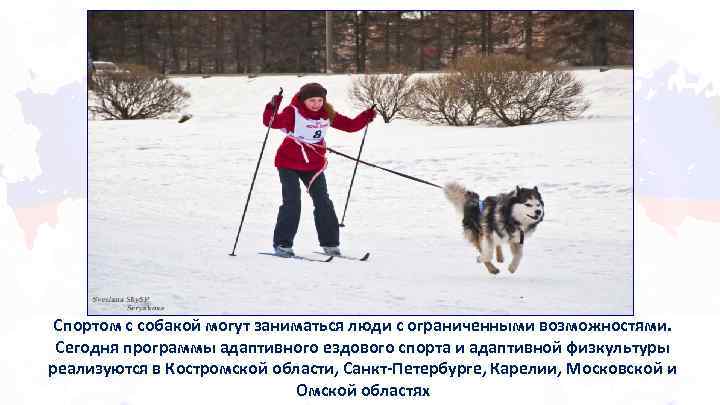 Спортом с собакой могут заниматься люди с ограниченными возможностями. Сегодня программы адаптивного ездового спорта