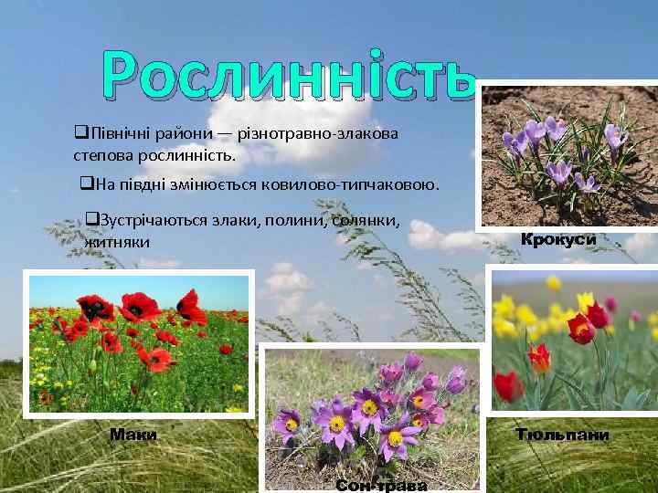 Рослинність q. Північні райони — різнотравно-злакова степова рослинність. q. На півдні змінюється ковилово-типчаковою. q.
