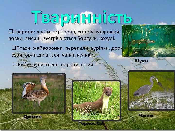  Тваринність q. Тварини: ласки, горностаї, степові ховрашки, вовки, лисиці, зустрічаються борсуки, козулі. q.