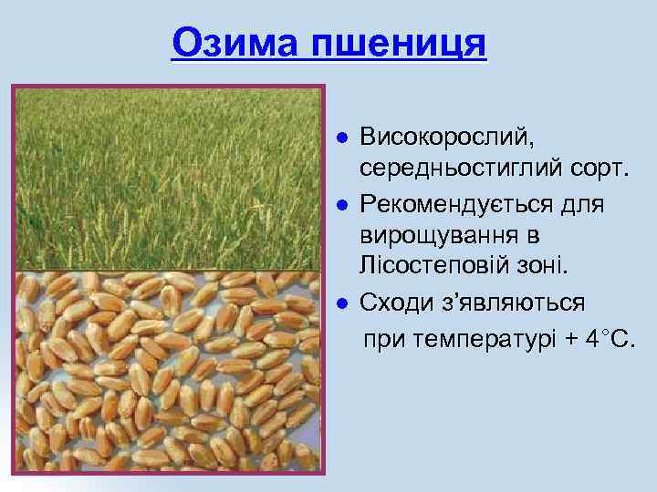 Озима пшениця l l l Високорослий, середньостиглий сорт. Рекомендується для вирощування в Лісостеповій зоні.