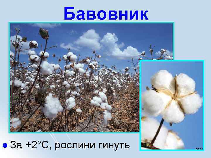 Бавовник l За +2°С, рослини гинуть 