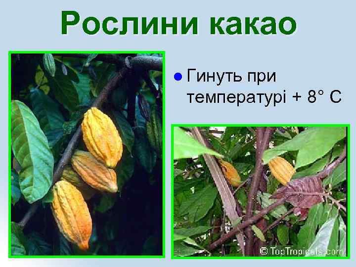 Рослини какао l Гинуть при температурі + 8° С 