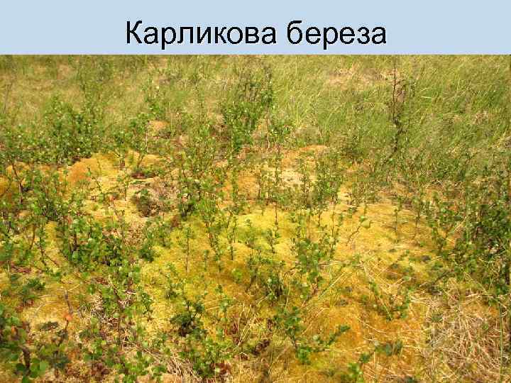 Карликова береза 