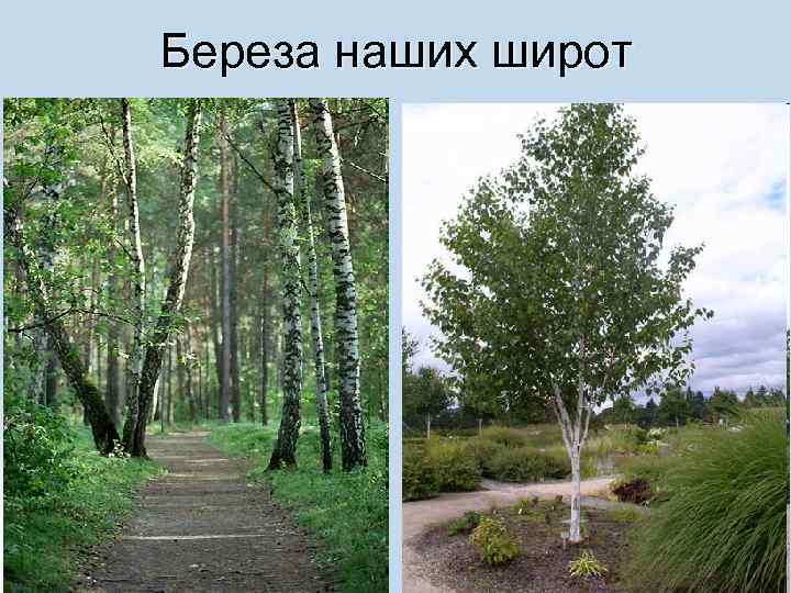 Береза наших широт 