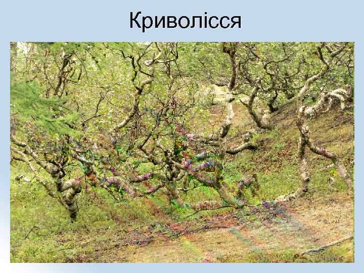 Криволісся 