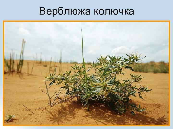 Верблюжа колючка 