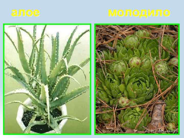 алое молодило 