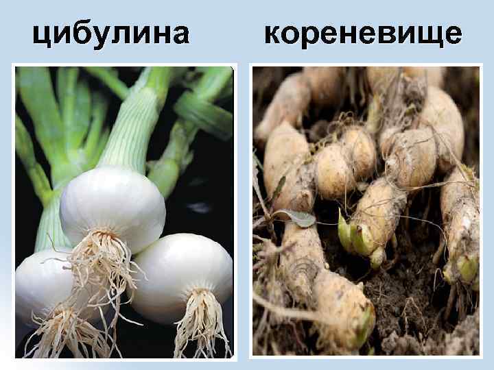 цибулина кореневище 