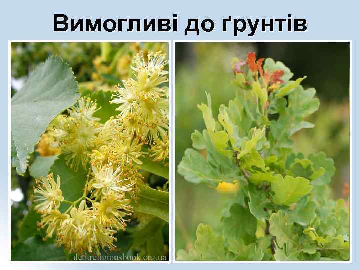 Вимогливі до ґрунтів 