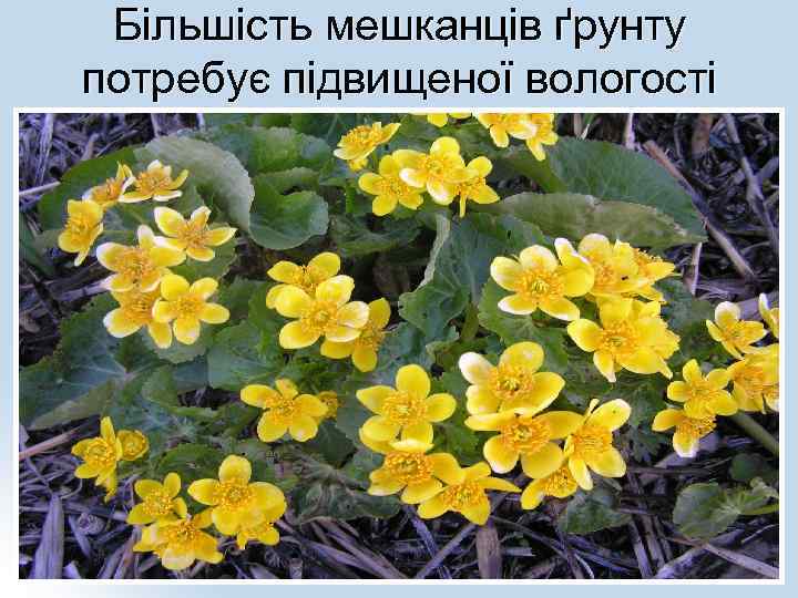 Більшість мешканців ґрунту потребує підвищеної вологості 