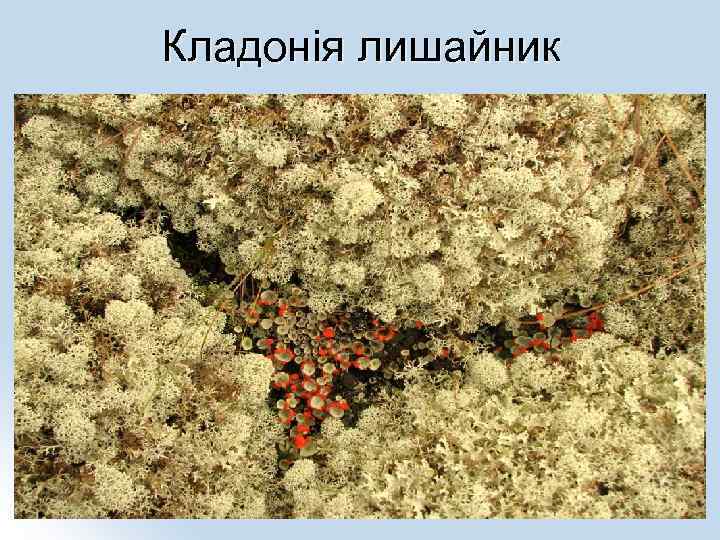 Кладонія лишайник 