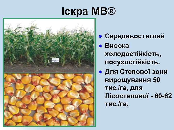 Іскра МВ® l l l Середньостиглий Висока холодостійкість, посухостійкість. Для Степової зони вирощування 50