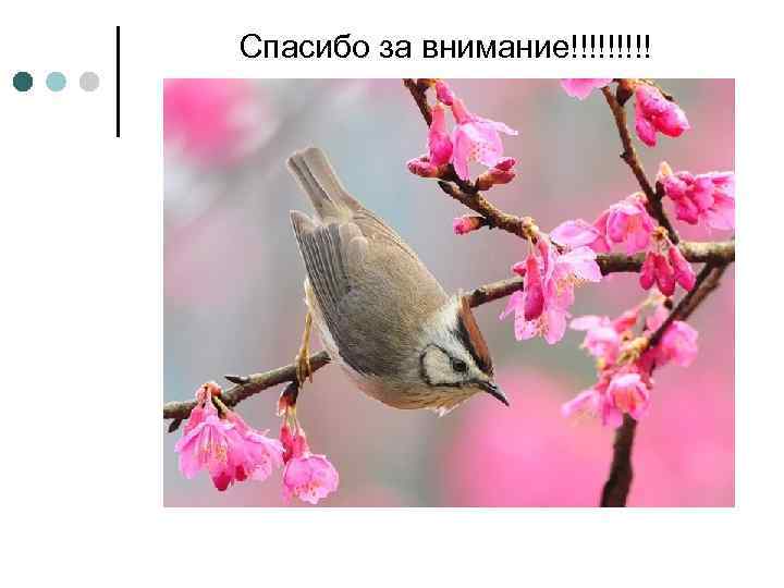 Спасибо за внимание!!!!! 