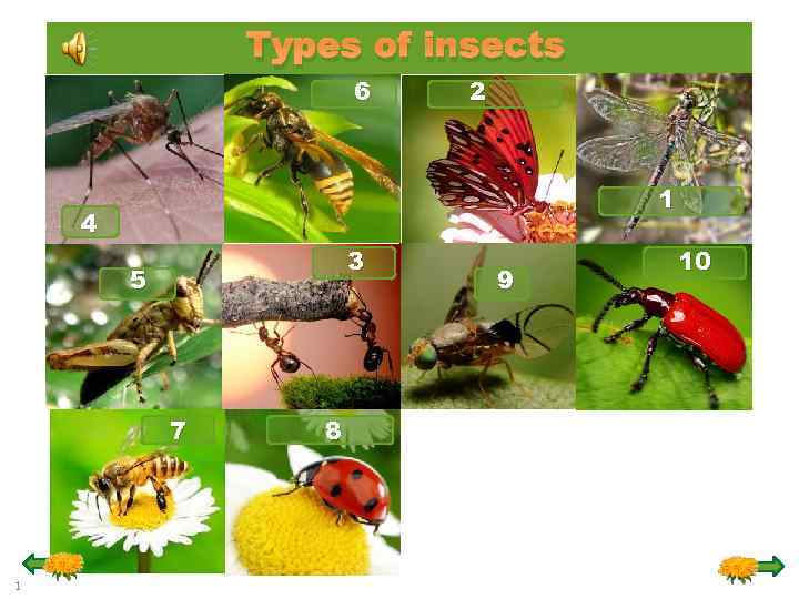 Types of insects 6 2 1 4 3 5 7 1 8 9 10