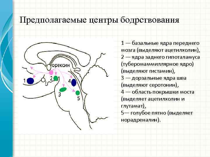 Предполагаемые центры бодрствования 1 — базальные ядра переднего мозга (выделяют ацетилхолин), 2 — ядра