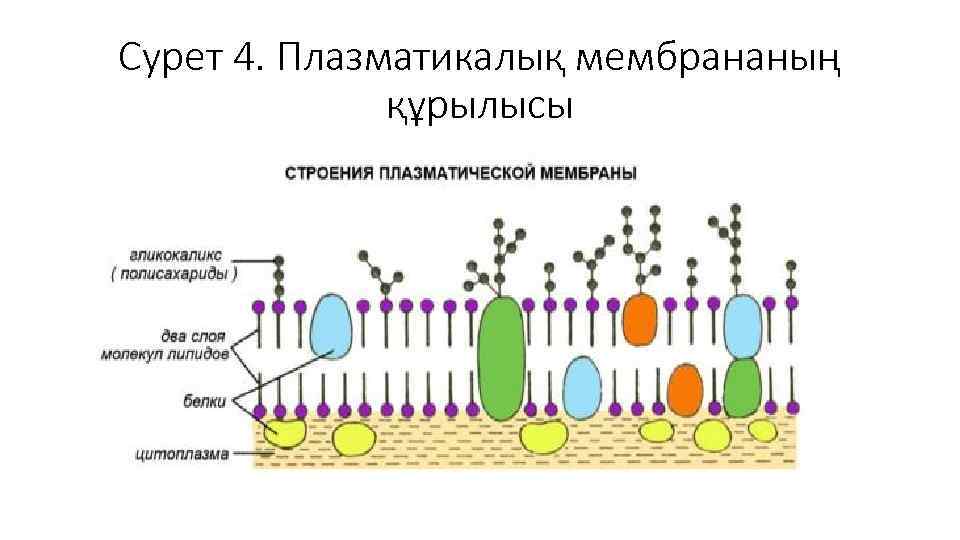 Сурет 4. Плазматикалық мембрананың құрылысы 