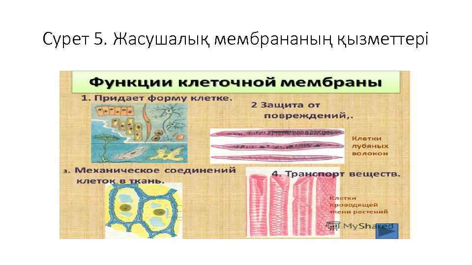 Сурет 5. Жасушалық мембрананың қызметтері 