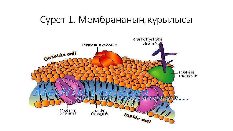 Жасушаның құрылысы фото