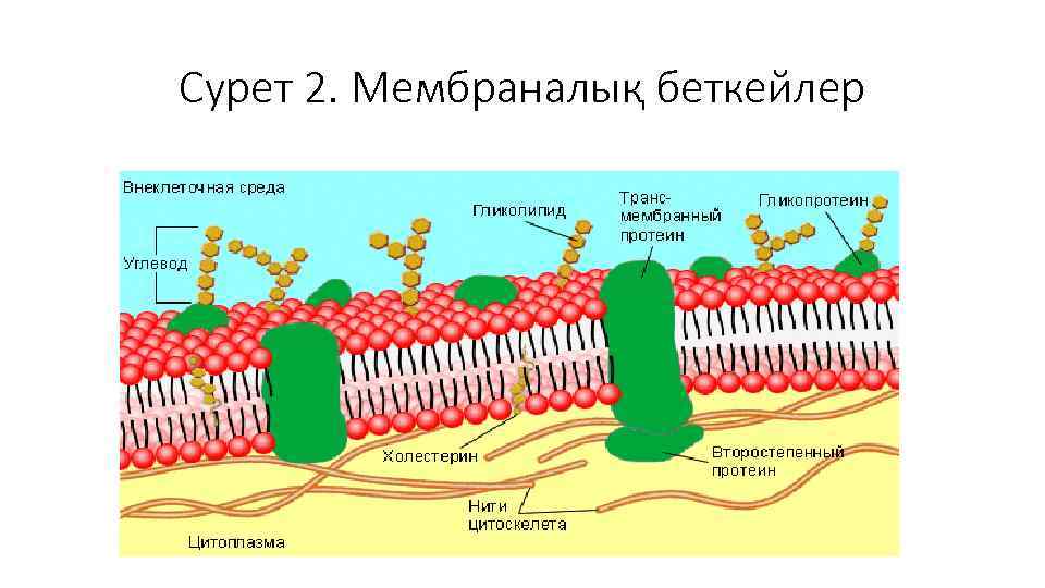 Сурет 2. Мембраналық беткейлер 