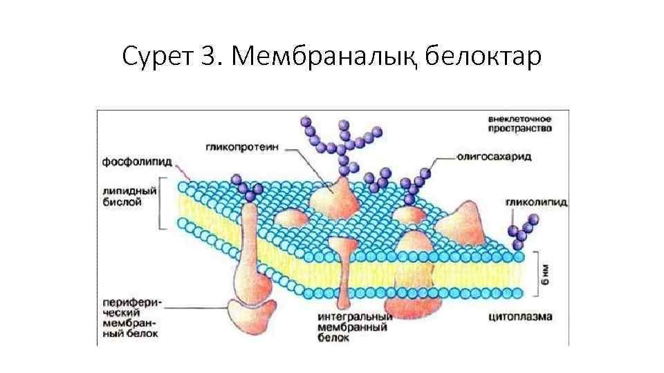 Жасушаның құрылысы фото