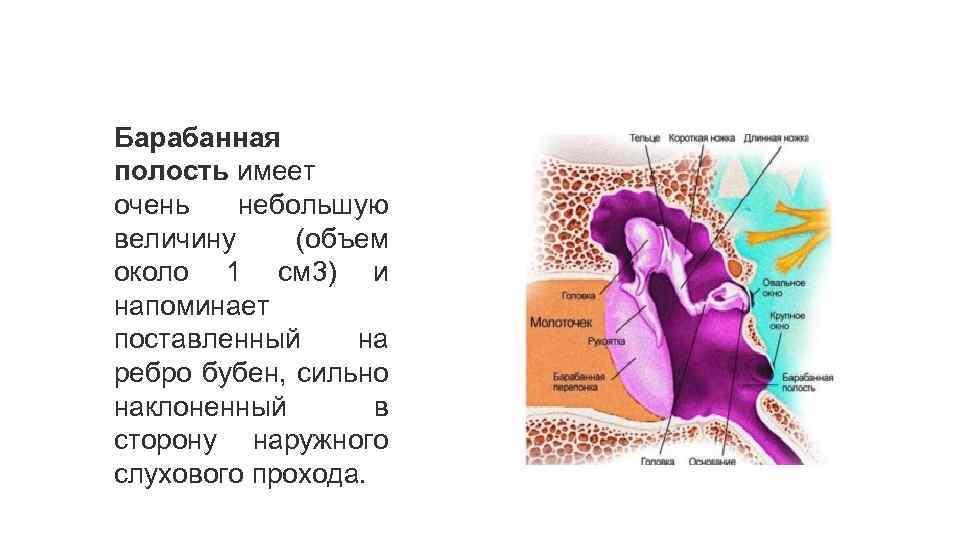 Барабанная полость имеет очень небольшую величину (объем около 1 см 3) и напоминает поставленный