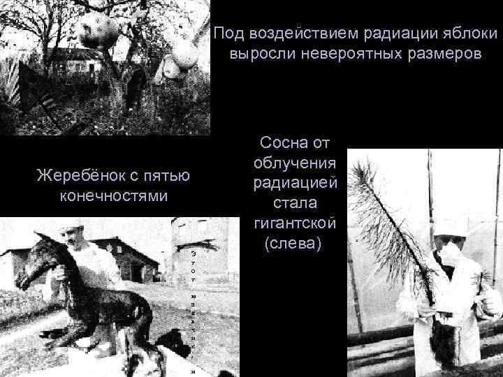  Жеребёнок с пятью конечностями Э т о т м а л ь ч