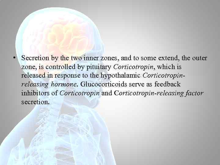  • Secretion by the two inner zones, and to some extend, the outer