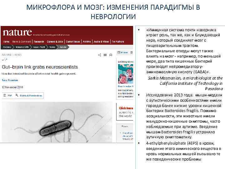 МИКРОФЛОРА И МОЗГ: ИЗМЕНЕНИЯ ПАРАДИГМЫ В НЕВРОЛОГИИ • • • «Иммунная система почти наверняка