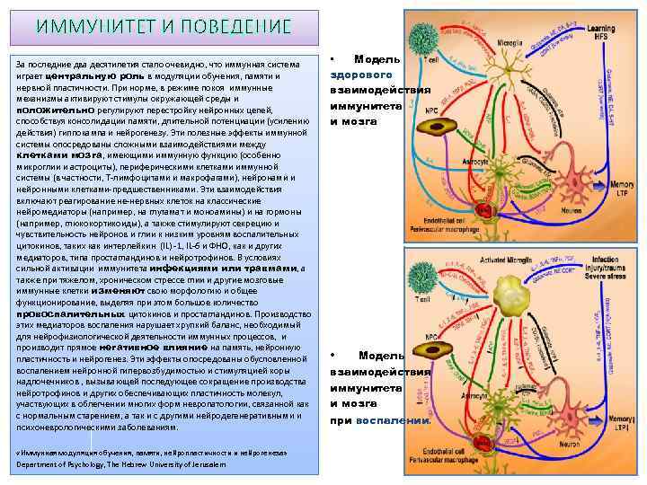 ИММУНИТЕТ И ПОВЕДЕНИЕ За последние два десятилетия стало очевидно, что иммунная система играет центральную