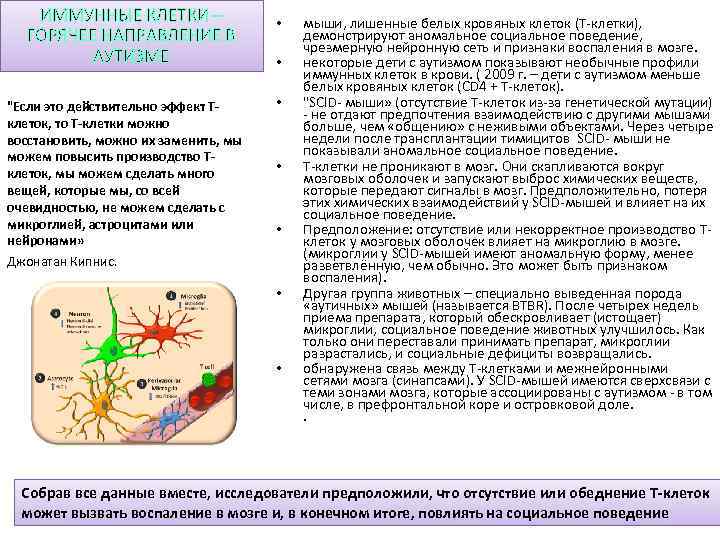 ИММУННЫЕ КЛЕТКИ – ГОРЯЧЕЕ НАПРАВЛЕНИЕ В АУТИЗМЕ "Если это действительно эффект Тклеток, то Т-клетки