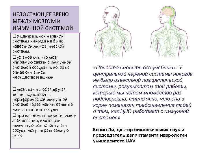 НЕДОСТАЮЩЕЕ ЗВЕНО МЕЖДУ МОЗГОМ И ИММУННОЙ СИСТЕМОЙ. q. У центральной нервной системы никогда не