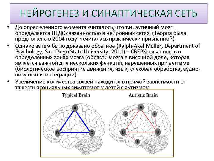 НЕЙРОГЕНЕЗ И СИНАПТИЧЕСКАЯ СЕТЬ • До определенного момента считалось, что т. н. аутичный мозг