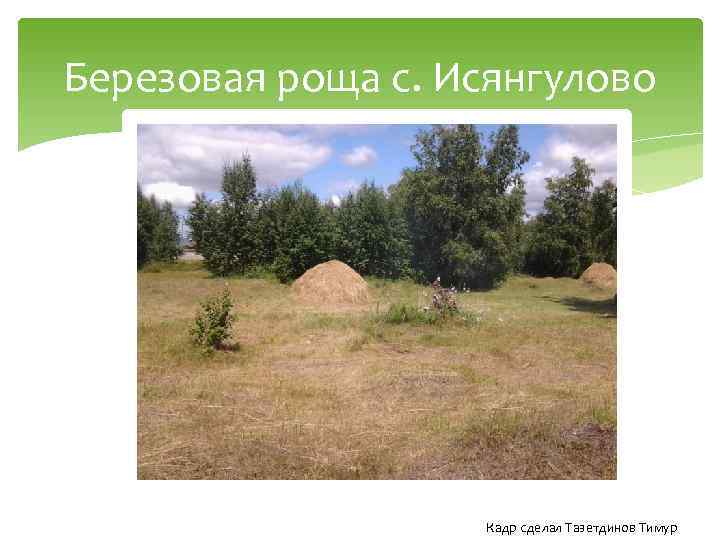 Березовая роща с. Исянгулово Кадр сделал Тазетдинов Тимур 