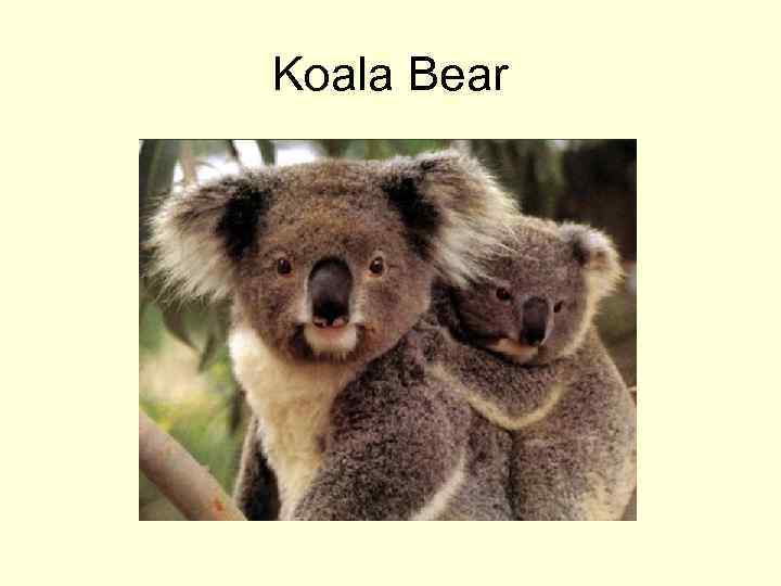 Koala Bear 