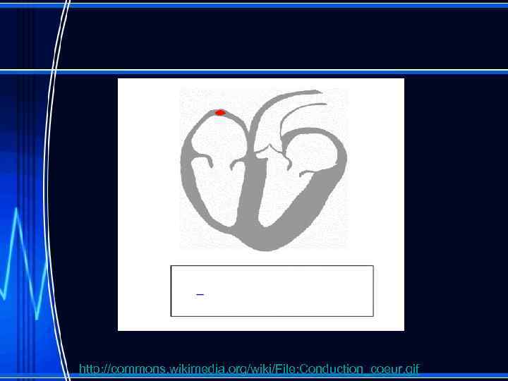 http: //commons. wikimedia. org/wiki/File: Conduction_coeur. gif 