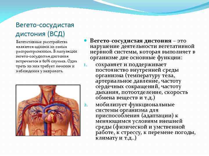 Вегето-сосудистая дистония (ВСД) Вегетативные расстройства являются одними из самых распространенных. В популяции вегето сосудистая